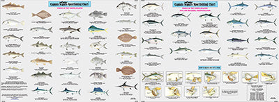 CAPTAIN SEGULL FNA503 CHART