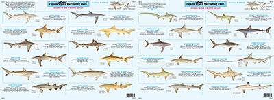 CAPT. SEGULL SK502 SHARKS OF THE NORTH ATLANTIC